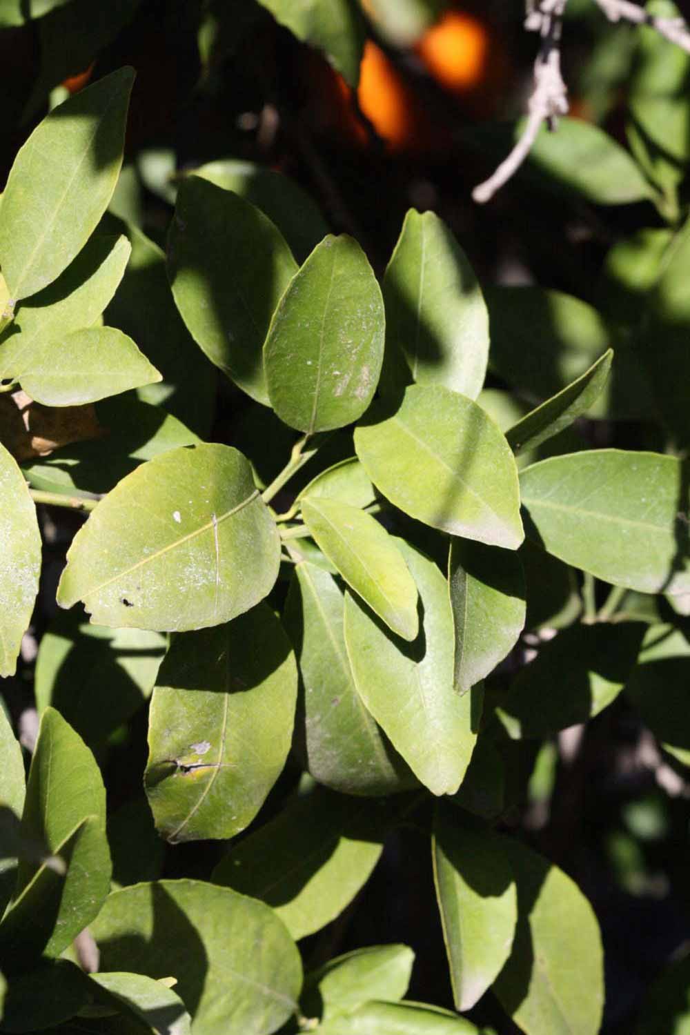              Sun leaves (Laranja Cravo, Riverside,   CA)       